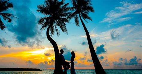 Silhouette Photo Of Male And Female Under Palm Trees · Free Stock Photo