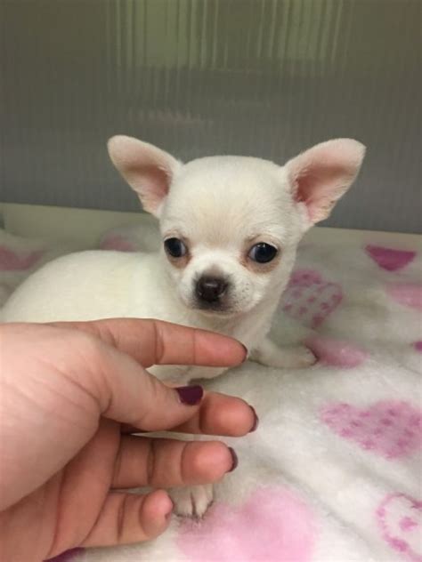 Green bay, wisconsin 54304 adopt@heanokill.org. Well trained Chihuahua puppies for adoption. Offer
