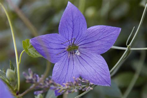 14 Best Fall Blooming Flowers For Your Perennial Garden