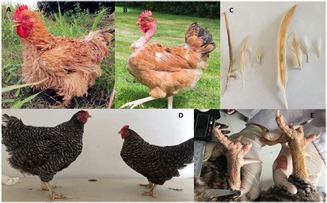 Frontiers Poultry Response To Heat Stress Its Physiological