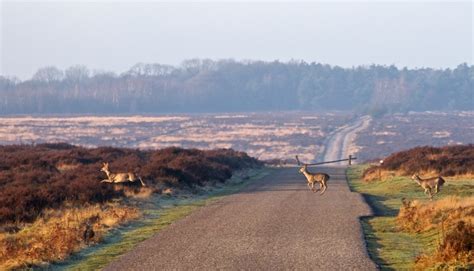 Caught orgasming while masturbating in the park. The Best Things to Do in the Hoge Veluwe National Park ...