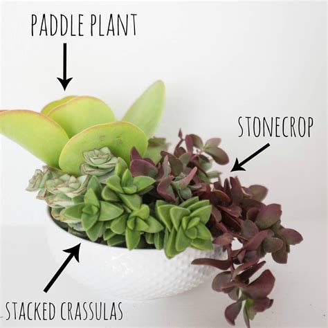 Cacti thrive in bright sunlight up to 12 hours a day. How to plant a succulent container garden in a bowl