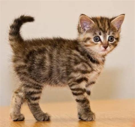 Brown Tabby Kitten 3 5 More Photoscourtesy And