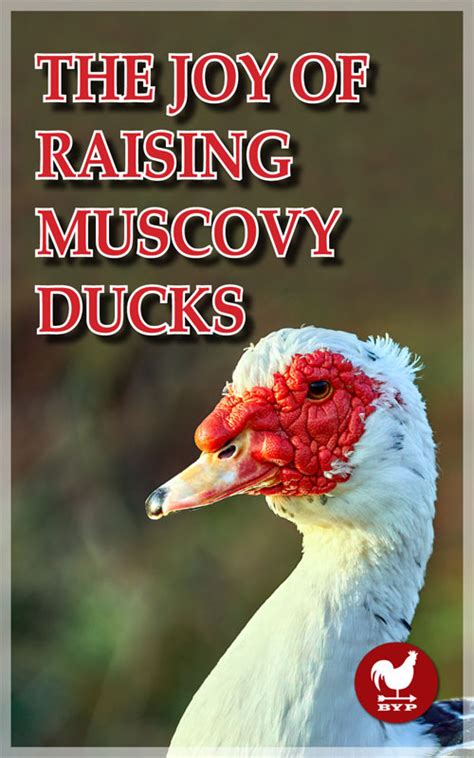 Breed Profile Muscovy Duck Backyard Poultry