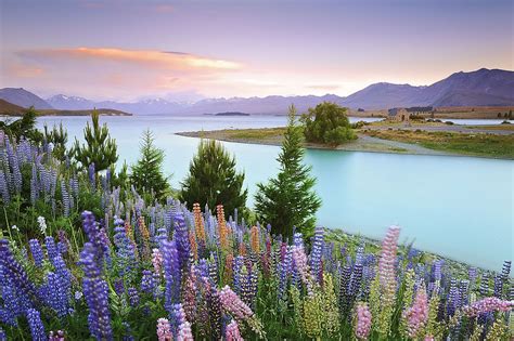 Blue Bell Flowers By Lake Tekapo New Zealand Beautiful Nature