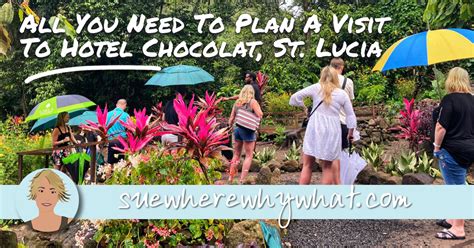St Lucia Chocolate Tour The Hotel Chocolat Tree To Bar Experience Sue Where Why What