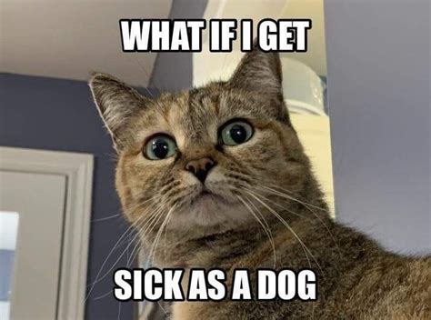 Pin By Jenna On Cattitude Animals Dogs Cats