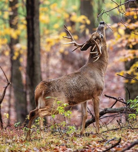 The Ultimate September Deer Hunting Guide Field And Stream