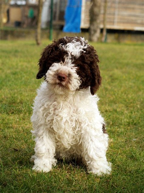 These puppies have been handled from day one and are very well socialized and happy out going puppies. ResearchBreeder.com - Find Lagotto Romagnolo Puppies for ...