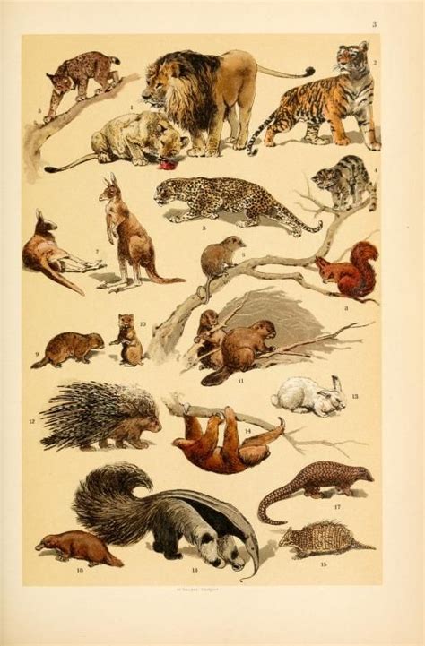 Free Vintage Illustrations Of Wild Animals Insects And Marine Life