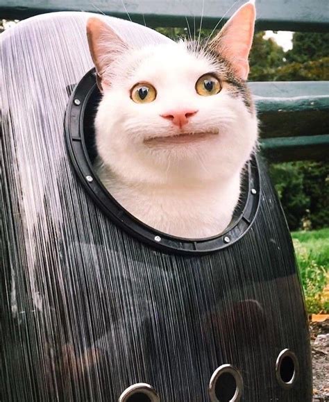Pin Oleh Get Rekt Di Criaturitas Meme Kucing Kucing