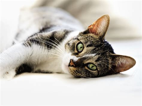 Die für die hauskatze typischen fellzeichnungen werden als. Hauskatzen Börse: Hauskatzenvermittlung, Hauskatze
