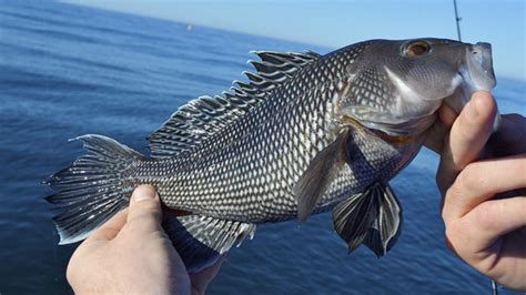 Carolina Nearshore Black Sea Bass Are On Fire Carolina Sportsman