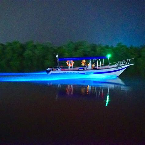Experience The Blue River Phenomenon Watch Fireflies And Other Activities In Kuala Selangor