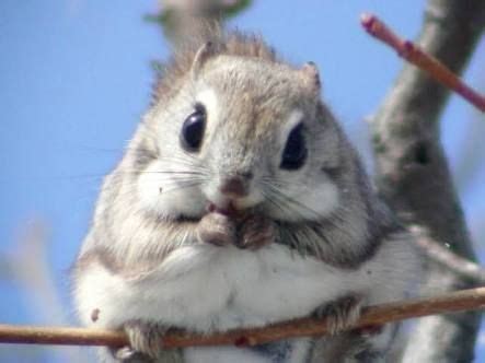 Nihon momonga) is one of two species of old world flying squirrels. Pin by Dezarey Estala Lowe on キタカ | Cute animals, Cute ...