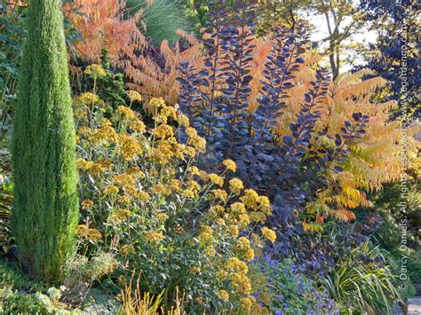In planning for a loose border, select shrubs that will attain the desired height and width. Mixed Shrub Border for Full Sun | Garden shrubs, Smoke ...
