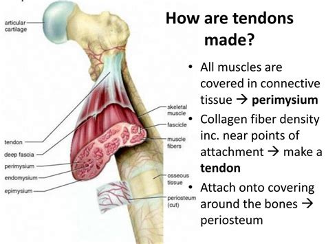 PPT - Brainstorm a list of the three types of muscle and their
