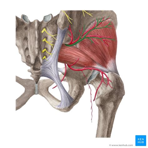 It's possible to be strong in one zone and not. Glute Anatomy - Anatomy Drawing Diagram