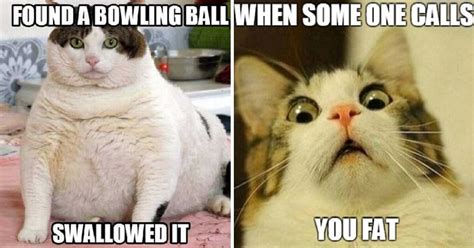 Try Not To Laugh When You See These Funny Fat Cat Memes