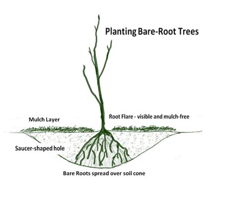 Check spelling or type a new query. How to Plant a Bare Root Tree | Tree Top Pros