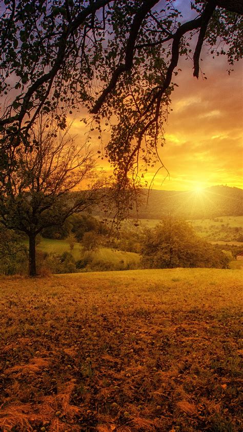 2160x3840 Tree Sun Aesthetic Dawn Landscape Panorama Sony