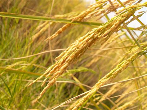 Free Photo Close Up Photo Of Rice Grains During Daytime Agriculture