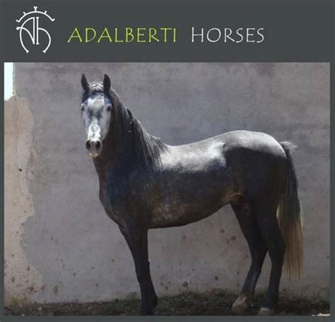 Check spelling or type a new query. Andalusian Horse FOR SALE ADOPTION from Madrid @ Adpost ...