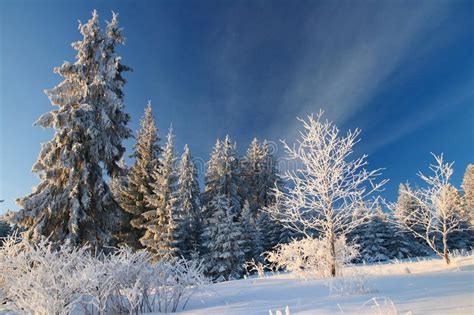 Bright Sunny Winter Evergreen Forest Stock Photo Image Of Mountains