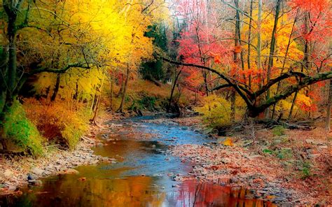 Autumn Variety Of Color Trees With Yellow Green Leaves And