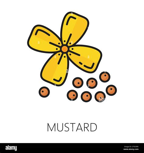 Mustard Plant With Yellow Flower And Pod Seeds Condiment Outline Icon