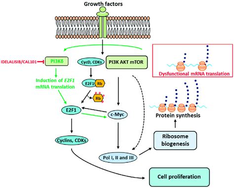 The findings overturn the view that local translation is a minor source of synaptic protein2 and. mRNA translation stress feedback to ribosome biogenesis ...