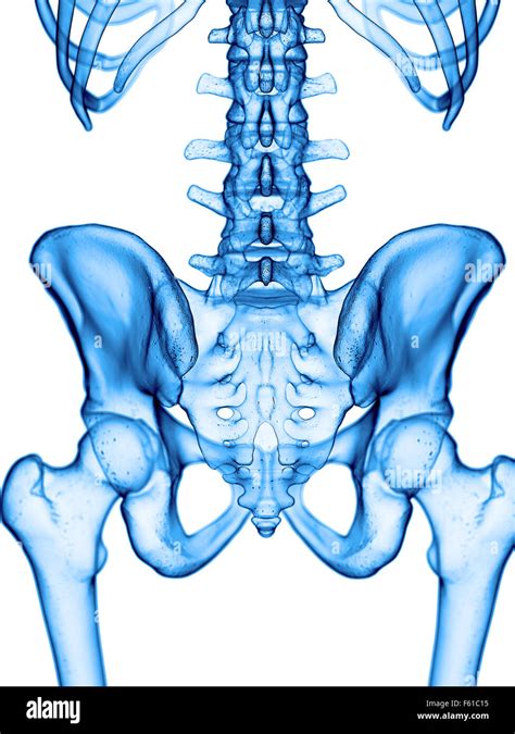 Medically Accurate Illustration Of The Hip Stock Photo Alamy