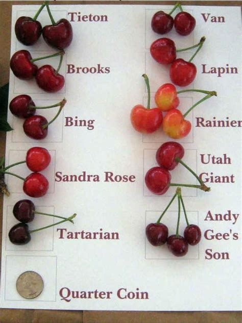Varieties Of Cherries Garden Pinterest Cherries Charts And Types Of