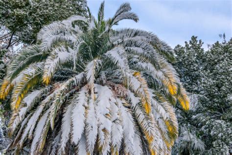 Die echte dattelpalme (phoenix dactylifera) ist eine pflanzenart der gattung dattelpalmen (phoenix) in der familie der palmengewächse (arecaceae). Kanarische Dattelpalme überwintern » So kommt sie durch ...