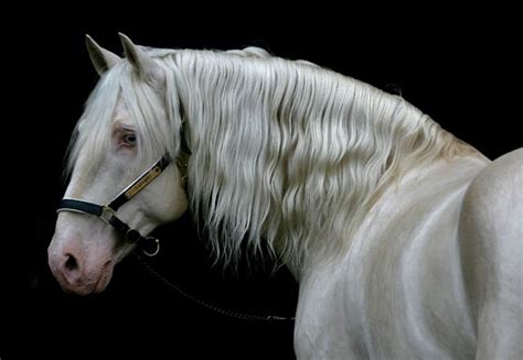 Pura raza española, o andalusian registered with: Cremello - Saphiro APSL Stallion; Tested (eeAACrCr with no grey) | Equine Color: Cream Double ...