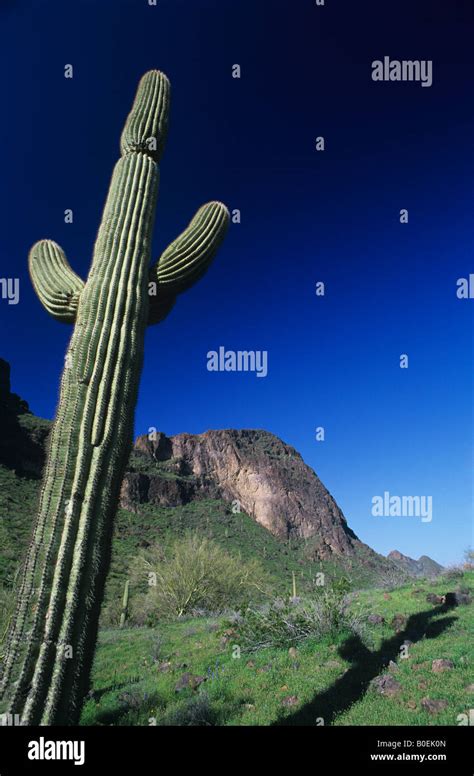 Saguaro Cactus Picacho Peak State Park Arizona Usa Stock Photo Alamy