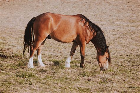 Horse Brown Horse Eating Grass During Daytime Mammal Image Free Photo