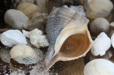You need to cool them down so that you can handle them. Oysters or whelks? Your guide to 9 common beach shells ...