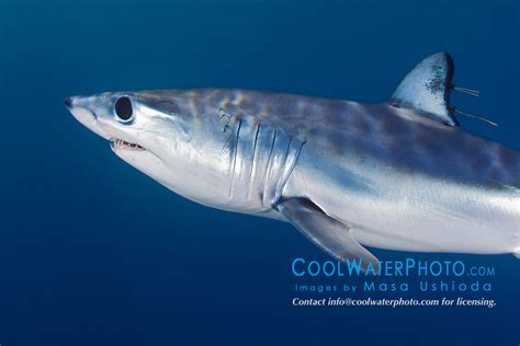 Shortfin Mako Shark With Parasitic Copepods Masa Ushioda Photography