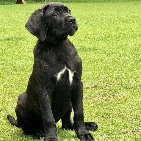 Our dogs are family so we make sure they are placed in the correct homes to ensure a succesful life for the puppy and owner. Drae cane corso puppies for sale and adoption near me ...