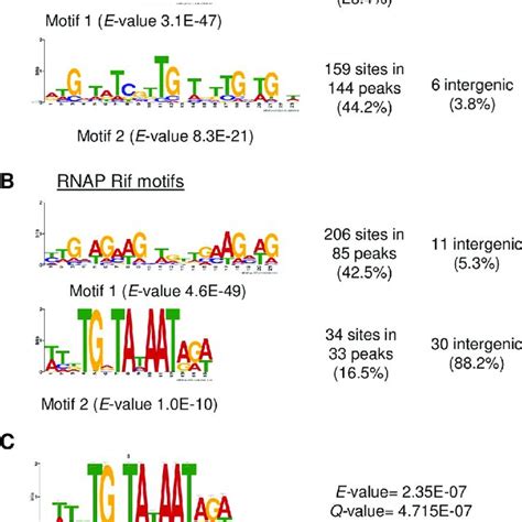 identification of rnap binding motifs using meme motifs discovered in download scientific