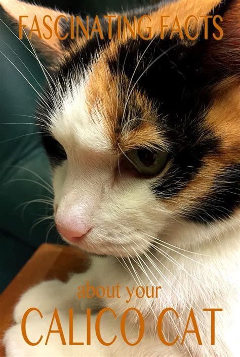 Fascinating Facts About Calico And Tortoiseshell Cats And Why They Are