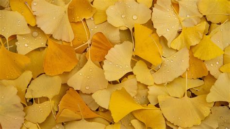 Ginkgo Leaves 4k Wallpaper Yellow Leaves Autumn Foliage Dew Drops