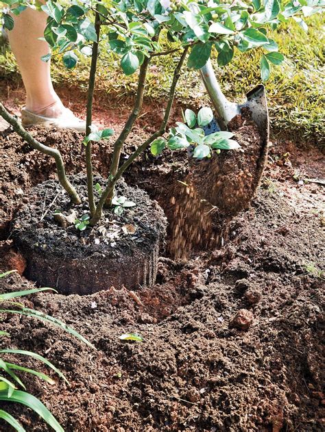 How to, instructions, pruning, crape myrtle, crepe, tree, how not to prune, method, technique. How To Plant a Crepe Myrtle with Success in 2020 | Plants ...