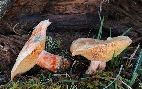 identify turkey tails mushroom
