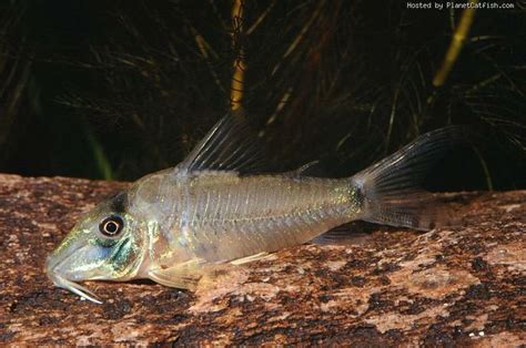 Corydoras Simulatus Plecostomus Fish Pet Catfish