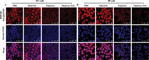 Examination Of Hmgb1 Hmgb1‐positive Nuclear Staining Images After