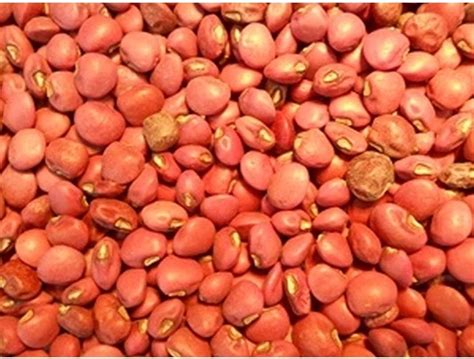 Amazon Red Ripper Cowpeas A Good Flavored Table Pea With