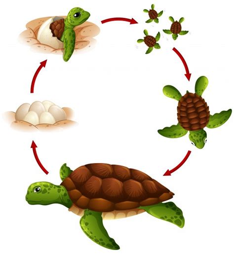 The Life Cycle Of A Sea Turtle Science Quizizz