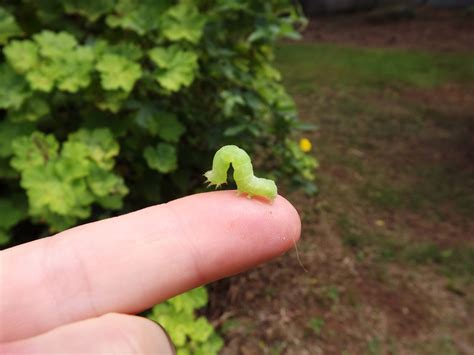 Thehappysnapper Little Green Caterpillar Pic 1